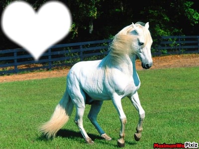 beau cheval blanc Fotómontázs