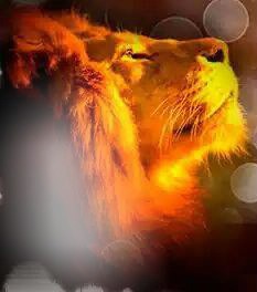 LION Fotomontagem