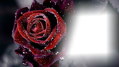 Rote Rose zum Valentine Fotomontage