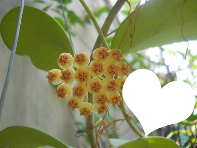 fleur de hoya. Φωτομοντάζ