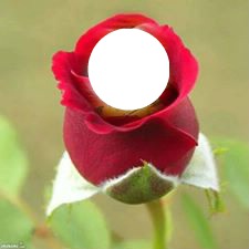 red rose Fotomontaža