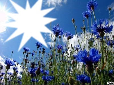 Trés fleurs bleue* Fotomontažas