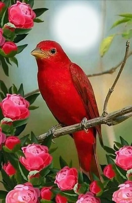red bird Fotomontaż