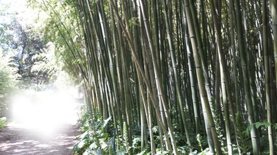 foret de bambou Fotomontaggio
