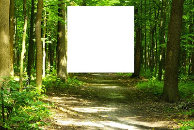Forêt Fotomontasje