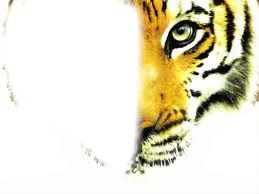 tigre Fotomontasje