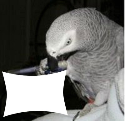 perroquet gris Fotomontage