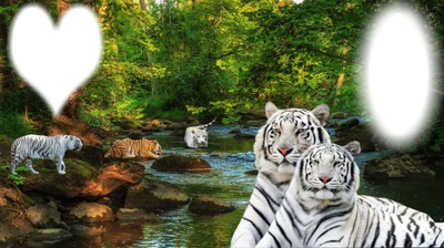 "witte tijger" Montaje fotografico