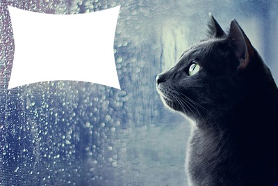 pluie chat Photo frame effect