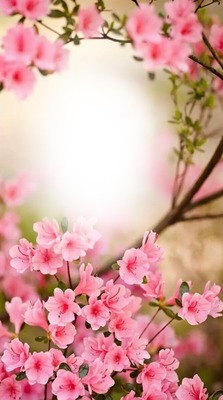 Tavaszi virág Fotómontázs