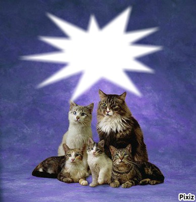 famille chat Fotomontage