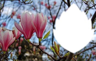 fleurs magnolias Valokuvamontaasi