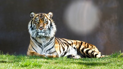 Tiger Fotomontasje