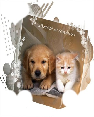 chien/chat 4 cadres Photomontage