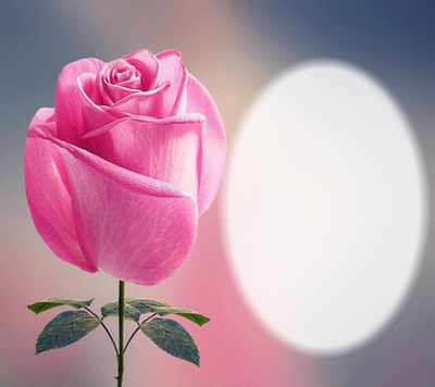 Rose` Photo frame effect