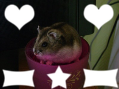 hamster Fotomontagem