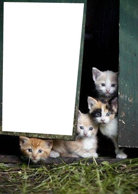 4 chatons 1 photo Photo frame effect