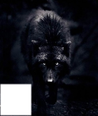loup noir avec carré Fotomontasje