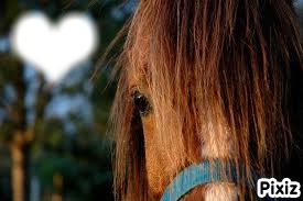love horse Montage photo