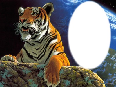 Carte tigre Photomontage