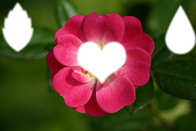 La fleur rose Valokuvamontaasi