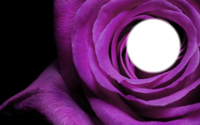 Purple Flower Photomontage