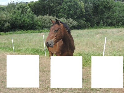 3 cheval (alba) Fotomontasje