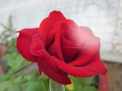 rose Φωτομοντάζ