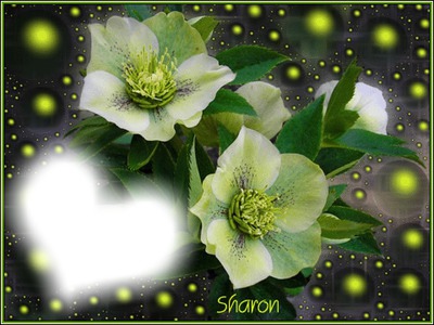 csillogo virágok Photomontage
