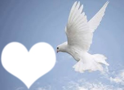 pigeon de paix Fotomontage