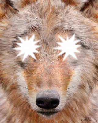 le loups roux Photo frame effect