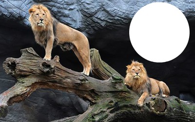 LIONS Photomontage