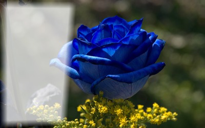 Blue Rose Fotomontažas