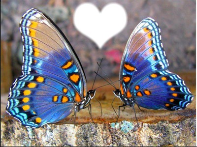 Butterfly Fotomontasje