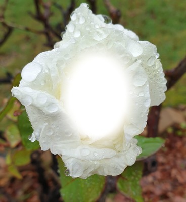white rose Photo frame effect
