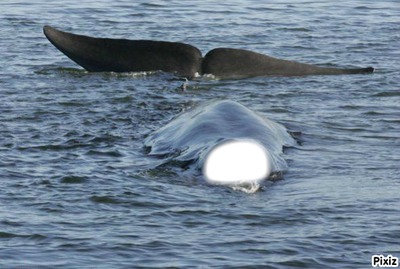 baleine Fotomontasje