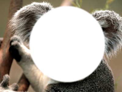 Coucou le koala *-*² Fotomontage