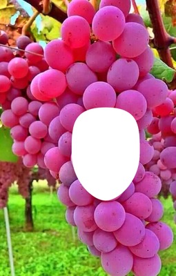 Grapes Photo frame effect