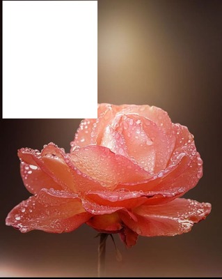 Rose éternel Photo frame effect