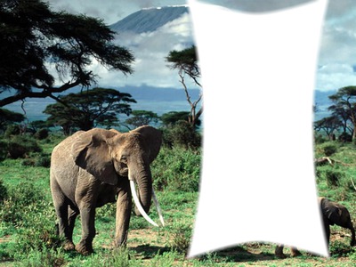 elephant Fotomontagem