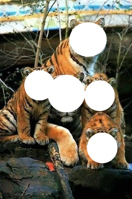 Pack of Tigers Photomontage