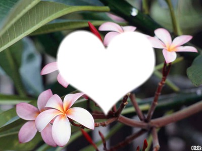 amour en fleur Valokuvamontaasi