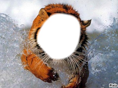 tigre cadre 0.1 Montage photo
