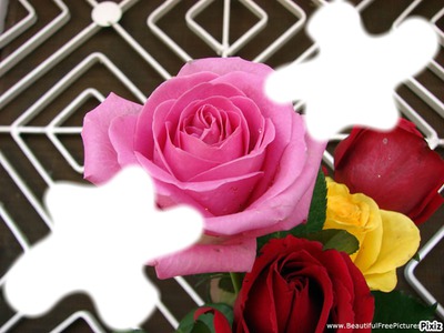 Jolies roses* Photo frame effect