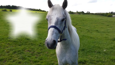 White horse Photo frame effect
