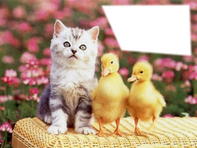 Ducks & Cat Photo frame effect