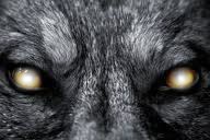 Les yeux du loup Фотомонтажа