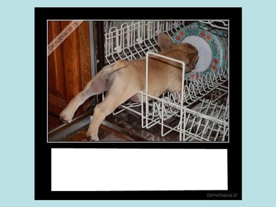 animaux Photo frame effect