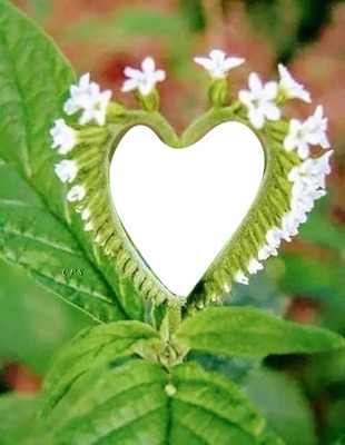Divino corazón natural con flores Photo frame effect