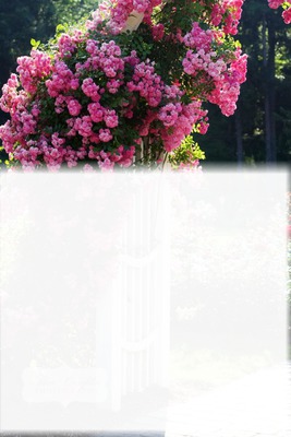 Flowers garden Photo frame effect